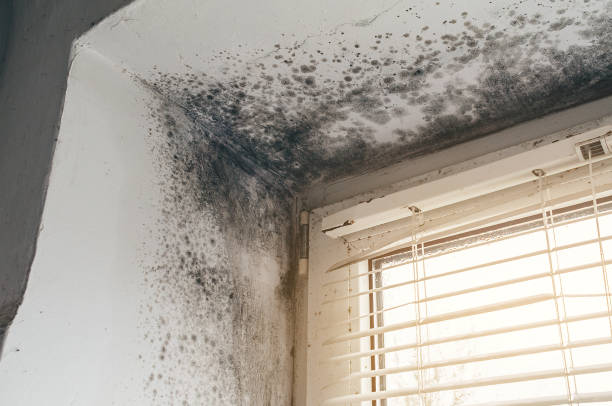 Affordable Crawl Space Mold Remediation solutions in New Egypt, NJ